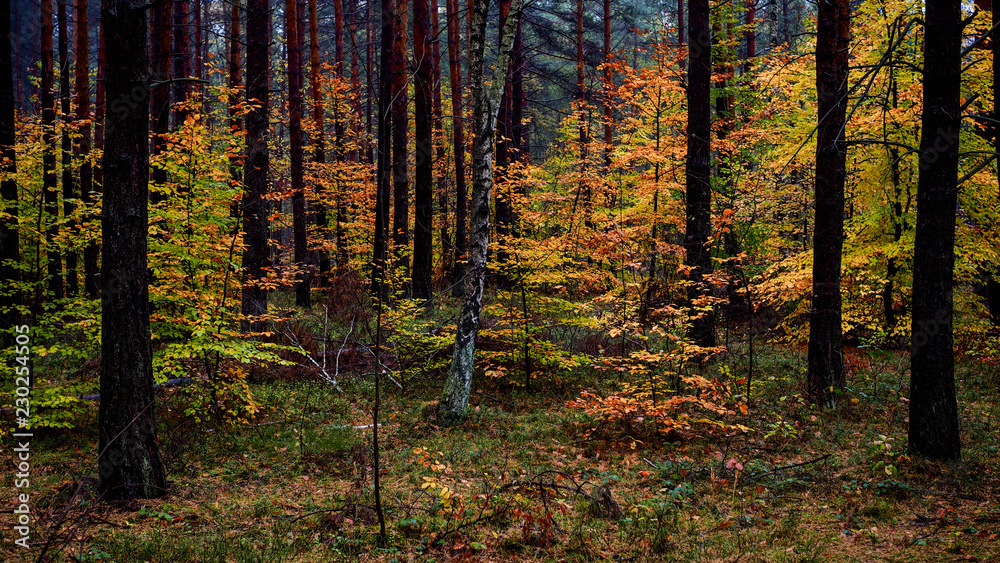 Mieszany las jesienią - obrazy, fototapety, plakaty 