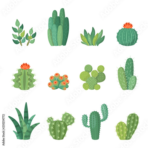 Cartoon colorful cactus and succulents cartoon vector set. Decirative flowers and plants. Isolated icons illustration