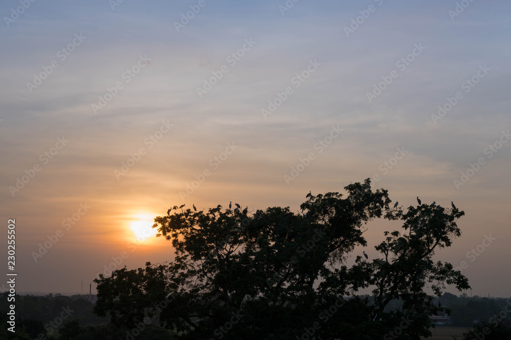 太陽・夕焼け・サンセット・地平線・鳥・影