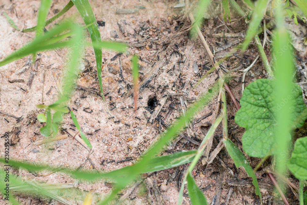 black small ant work and go home in hole black small ant work and go home in hole