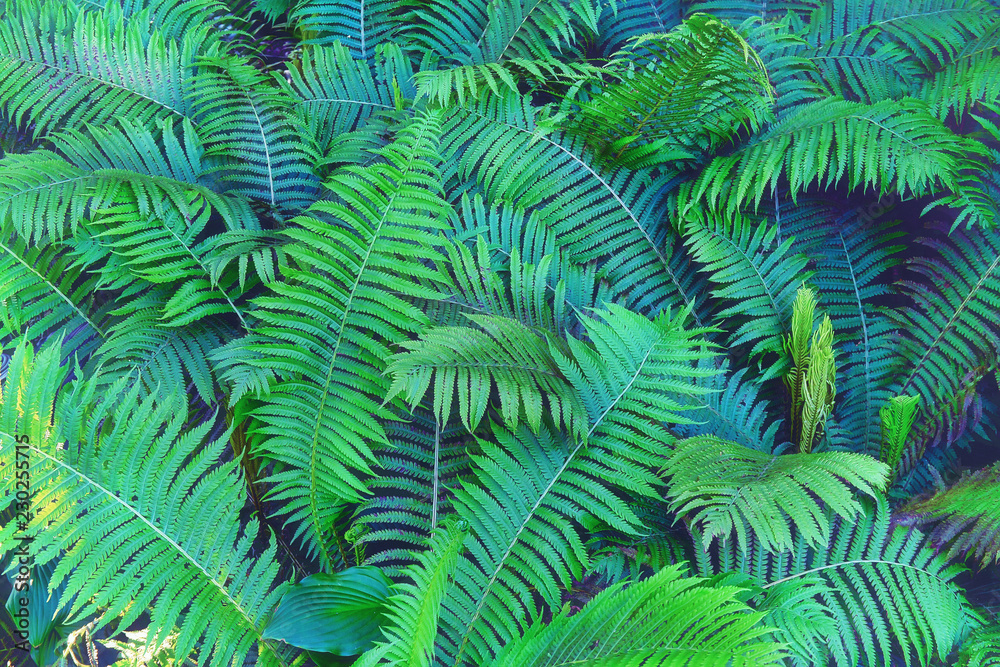Fern plants in the shadow of trees Fern plants in the shadow of trees