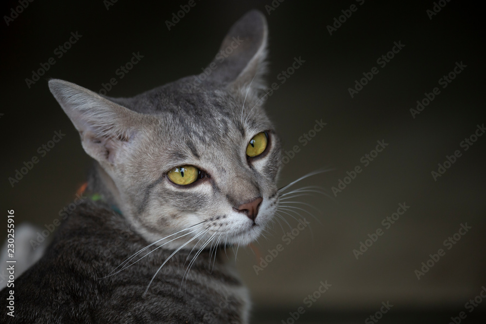 Portrait of cat with blurred background.