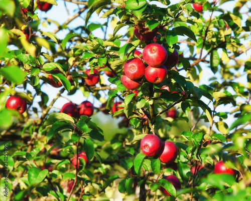 Ripe apples in the tree, summertime fruit theme