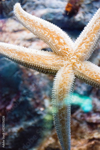 Beautiful starfish stuck suckers to the glass of the aquarium with clean water © Oksana Bessonova