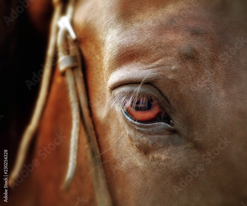 Closeup eye of a bay horse with eyelashes on a white background with mane and harnesses