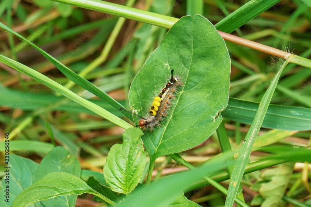 Pupa green on leaves on nature background. Pupa green on leaves on nature background.