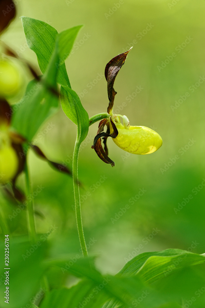 Obraz premium Frauenschuh, Cypripedium calceolus