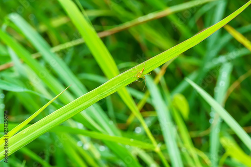 The insect on the grass on a nature background. © dsom