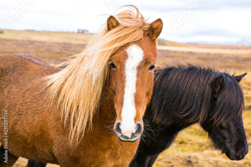 Fototapeta Naklejka Na Ścianę i Meble -  Icelandic Horses. Beautiful Icelandic horses in Iceland. Group of Icelandic horses standing in the field with mountain background.