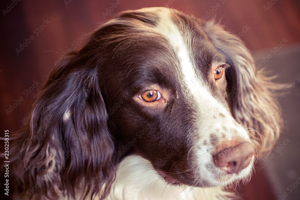 springer spaniel portrait with focus on nose, brown background