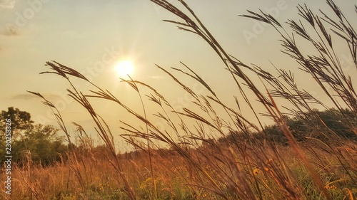Bild auf Leinwand Prairie grasses in the wind