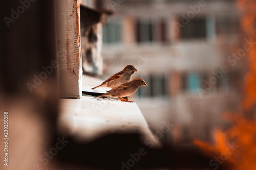 Sparrows sit on the eaves of the house, high altitude
