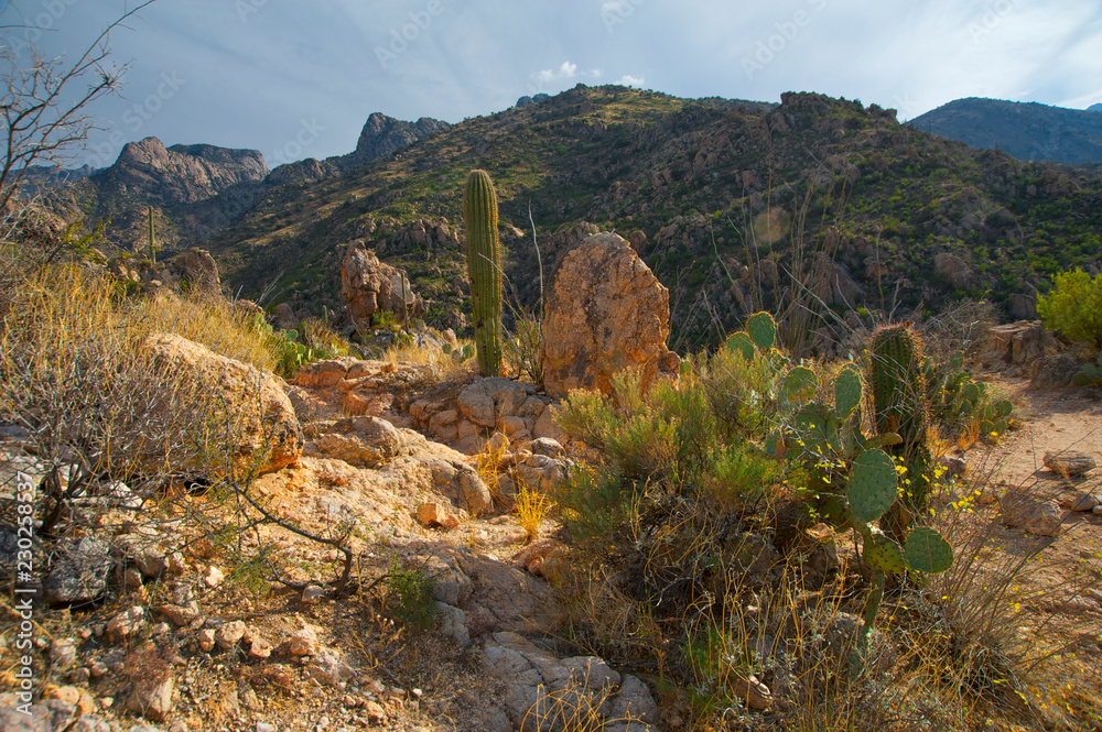 View from mountains above Tucson, Arizona with organ-pipe cacti and rocks View from mountains above Tucson, Arizona with organ-pipe cacti and rocks