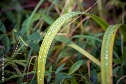 drops of dew on the grass, autumn