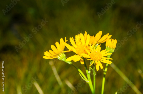 Yellow flowers Senecio subalpinus. photo