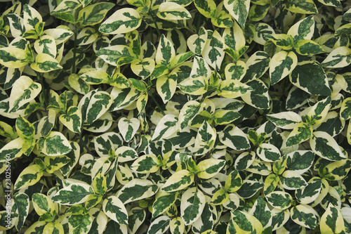 Variegated Leaves of Asystasia gangetica 'Variegata', Creeping Foxglove Plant as Texture Background photo