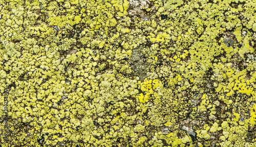 Map lichen (Rhizocarpon geographicum) on rock. photo