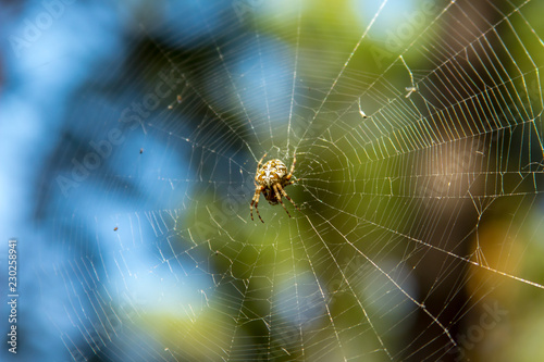 Close-up of a garden spider in web (Araneus diadematus)