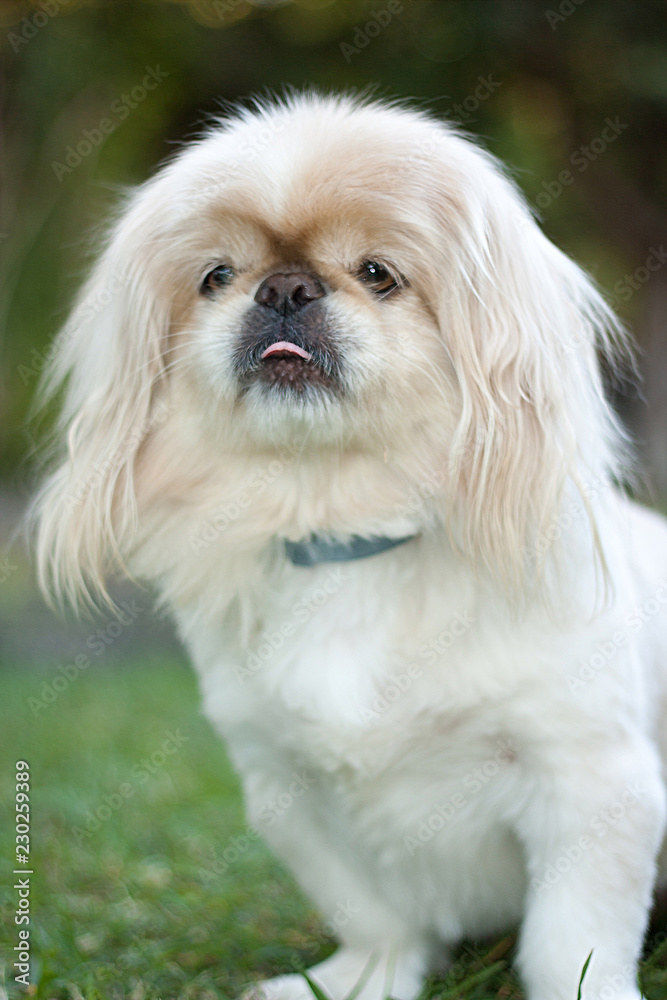Adorable Pekingese sticking tongue out portrait Adorable Pekingese sticking tongue out portrait