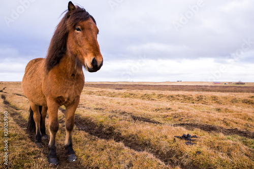Fototapeta Naklejka Na Ścianę i Meble -  Icelandic Horses. Beautiful Icelandic horses in Iceland. Group of Icelandic horses standing in the field with mountain background.