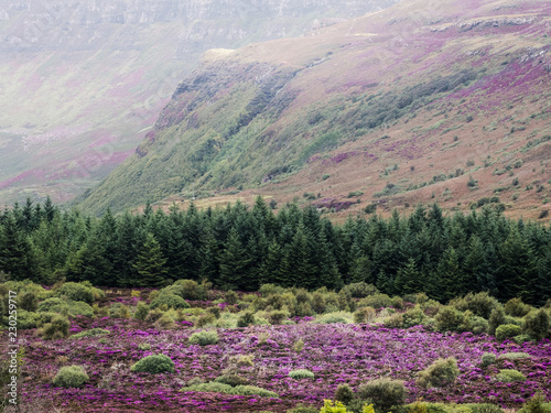 Heather landscape in Scotland with hills and forest photo