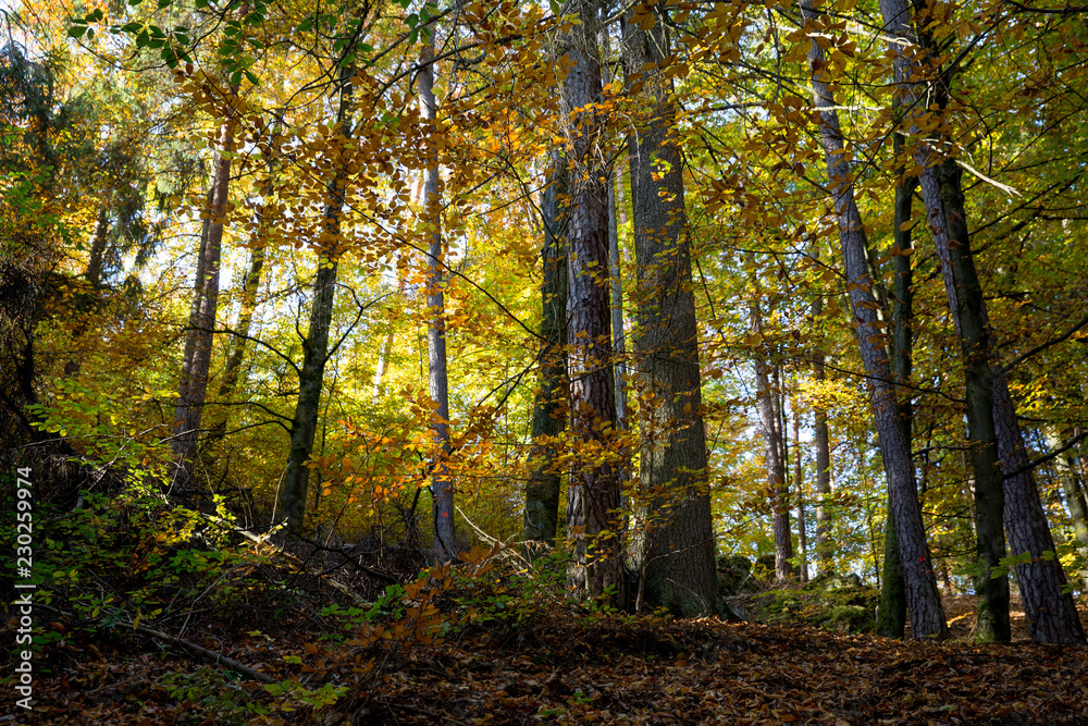 Herbstmotiv Wald