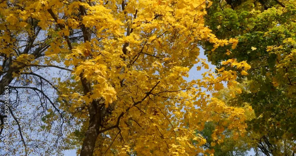 Beautiful golden autumn in the national park Beautiful golden autumn in the national park