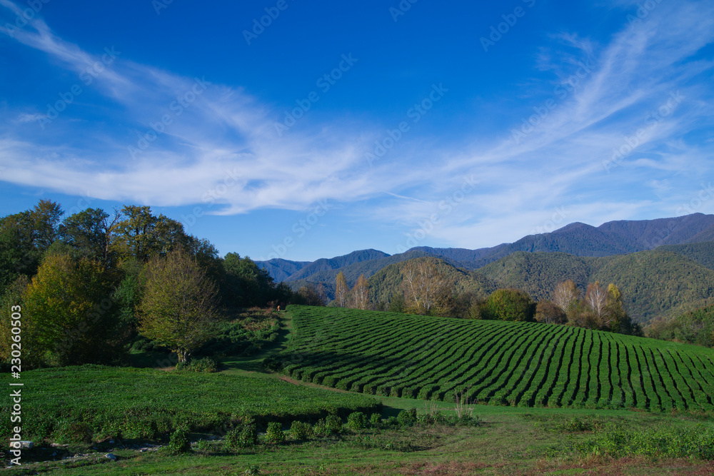 Fototapeta premium tea plantation. autumn landscape