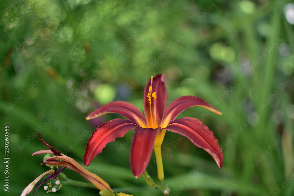 Burgundy flower daylily in the garden Burgundy flower daylily in the garden