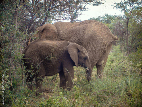Elephants eating leaves from trees