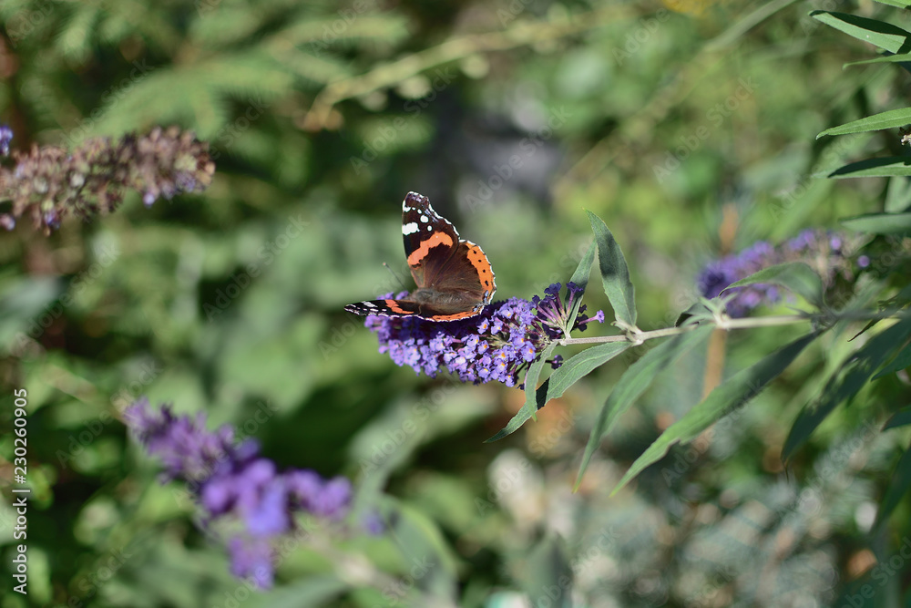 Fototapeta premium Butterfly Admiral on the flower of Buddley David