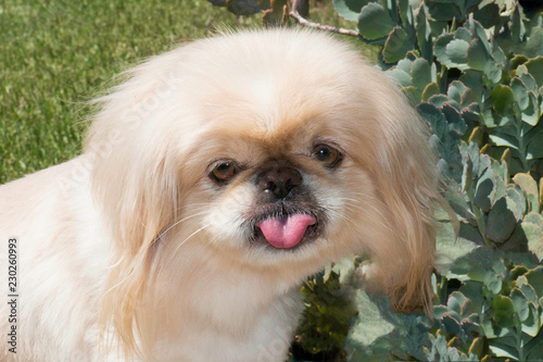 Portrait of a Adorable Pekingese sticking its tongue out
