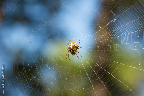 Close-up spider in web (Araneus diadematus)