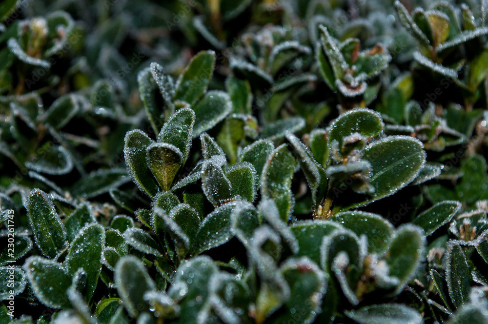 Frozen plants in light