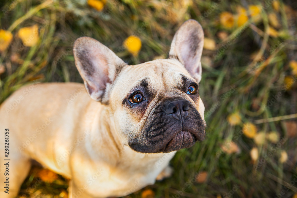 Obraz premium Portrait of a French bulldog of fawn color against the background of autumn leaves and grass