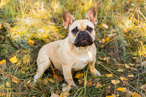 Portrait of a French bulldog of fawn color against the background of autumn leaves and grass