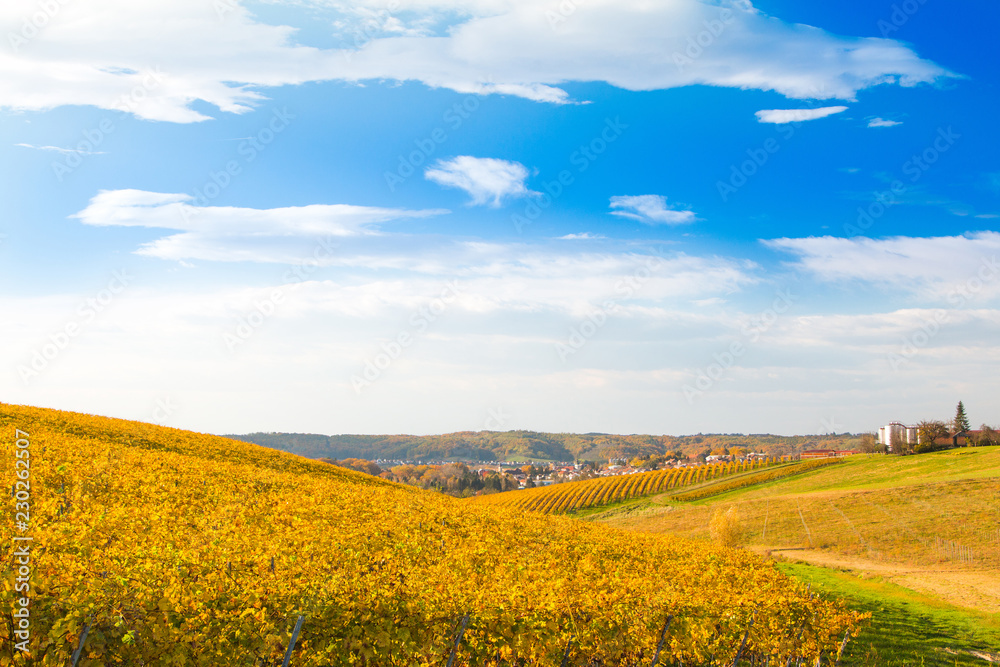 Croatia, Daruvar, colorful autumn landscape and vineyard, panoramic view