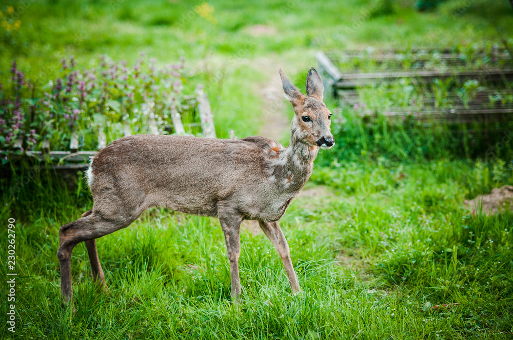 Young deer near the garden Young deer near the garden