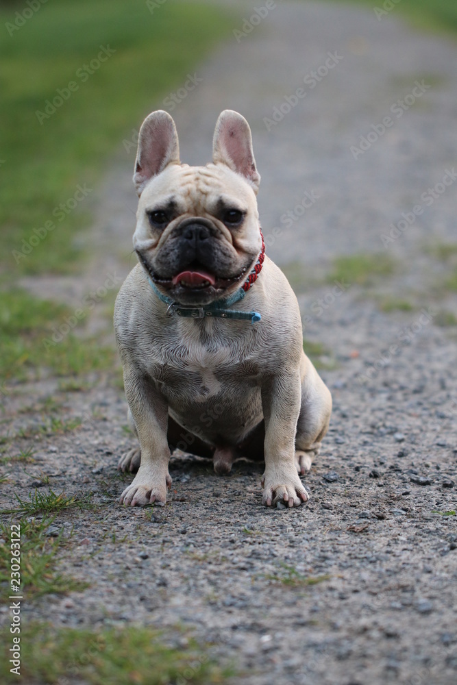 Fototapeta premium Französische Bulldogge