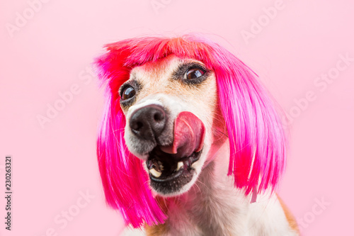 the dog Jack Russell terrier is licked waiting for a tasty treat. Food and snacks for a hungry dog. Funny pink wig. Lovely smart doggy