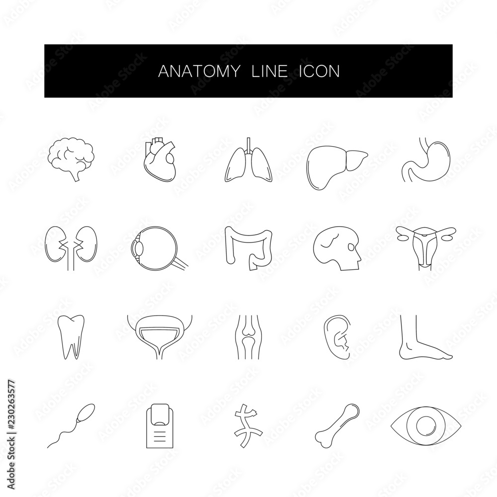 Line icons set. Anatomy pack. Vector illustration