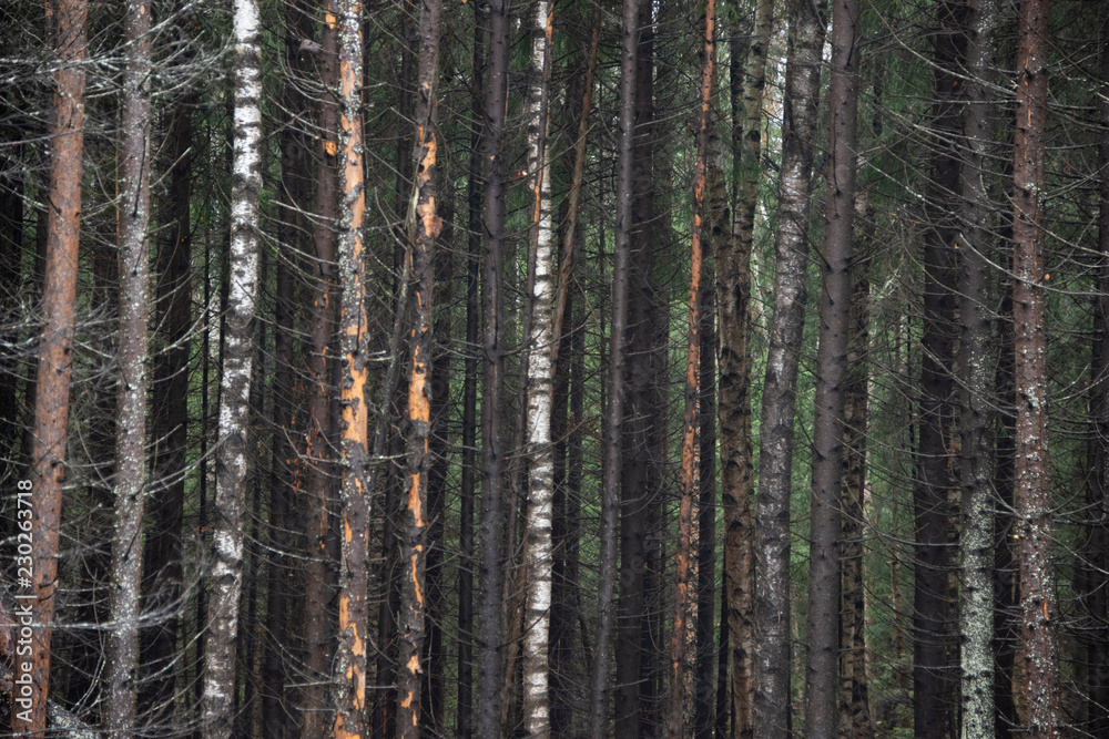 Fototapeta premium the natural background