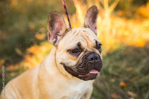 Portrait of a French bulldog of fawn color against the background of autumn leaves and grass © vika33