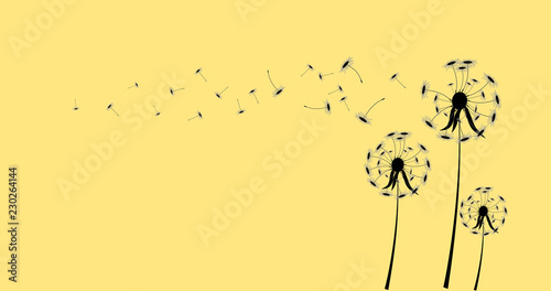 Fototapeta Naklejka Na Ścianę i Meble -  Dandelion flowers on wind loses background.