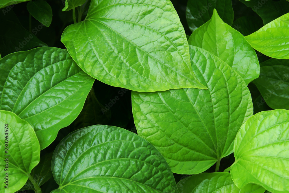 Tropical Fresh Green Leaves Foliage of Edible Plant, Piper sarmentosum, Leafus Leraves Tropical Fresh Green Leaves Foliage of Edible Plant, Piper sarmentosum, Leafus Leraves