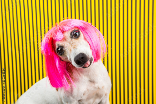 Curious dog face. Adorable fashionable silly dog face. Pink wig and yellow and black background. Funny emotions