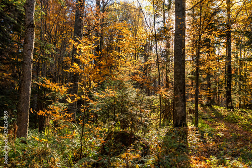 Scenic landscape of beautiful sunlit autumn forest