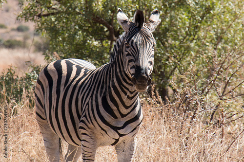 Zebra standing in a park in South Africa