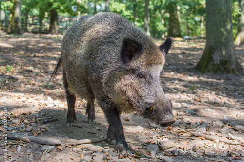 Close up wild boar in dutch nature