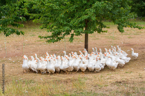 Quadro em tela Many white geese together as group in meadow